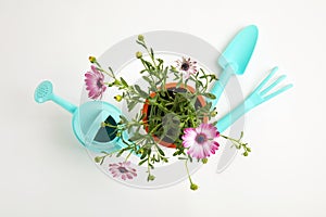 Blooming flowers and gardening equipment on white background