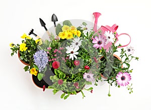 Blooming flowers and gardening equipment on white background