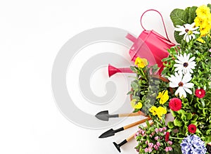 Blooming flowers and gardening equipment on white background