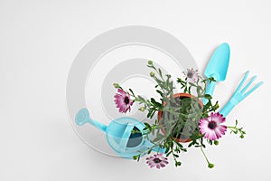 Blooming flowers and gardening equipment on white background