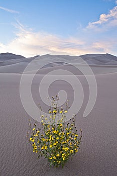 Blooming Flowers in the Great Sand Dunes National Park