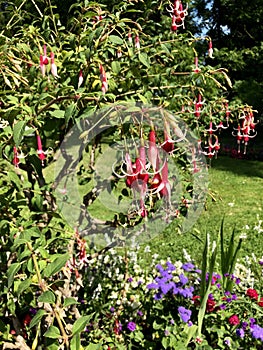 Blooming flowers of a hummingbird fuchsia in the scenic garden on Mainau island