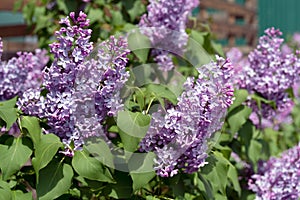 Blooming flowers of lilac ordinary lat. SyrÃ­nga vulgÃ¡ris on a background of green foliage