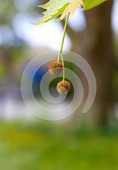 Blooming flowers of London Planetree, maple-leaved plane