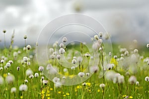 Blooming flowers in meadow