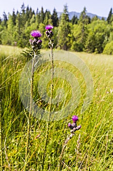 Blooming flowers on mire