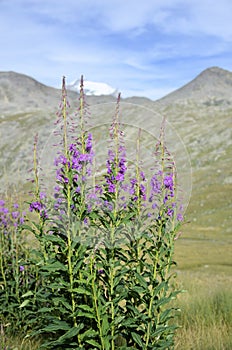 Blooming flowers with mountain lake