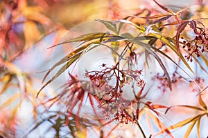 blooming flowers and narrow red leaves of Japanese maple on a blurred background