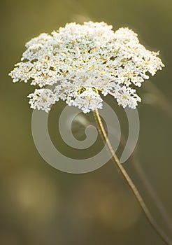 Blooming flowers in Oregon's Willamette Valley