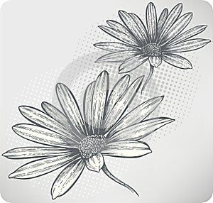Blooming flowers Osteospermum, hand-drawing. Vecto