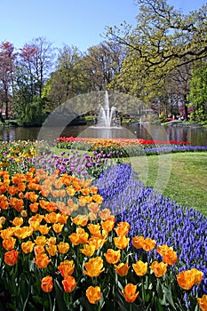 Blooming flowers in park