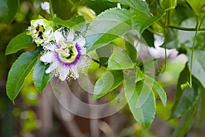 Blooming flowers of passion fruit, known as passionfruit or maracuja photo