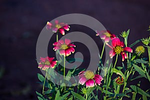 Blooming flowers plants in the garden in a soft dark background