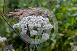 Blooming flowers of the poisonous hemlock plant