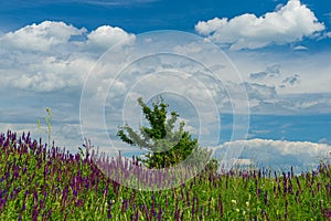 Blooming flowers purple flowers among the green grass and a lonely tree against the blue sky