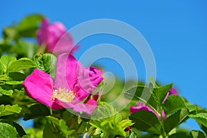 Blooming flowers of Ramanas Rose or Japanese Rose  Rosa Rugosa