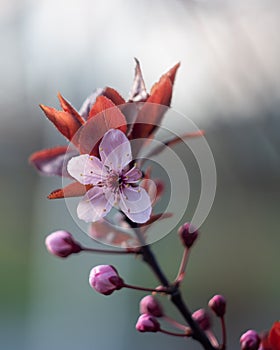 Blooming flowers of red leaf cherry tree
