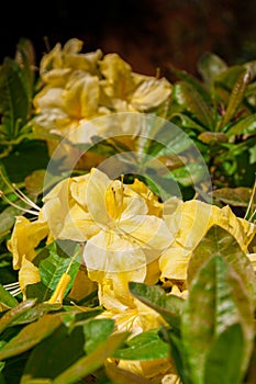 Blooming flowers of rhododendron anneke yellow azalea