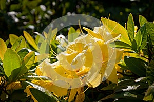Blooming flowers of rhododendron anneke yellow azalea