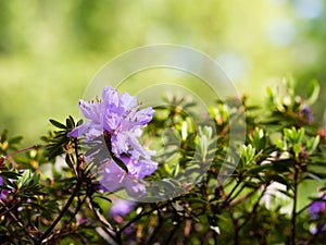 Blooming flowers of Rhododendron bush, azalea in spring