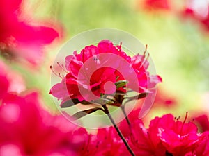 Blooming flowers of Rhododendron bush, azalea in spring