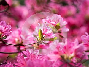 Blooming flowers of Rhododendron bush, azalea in spring