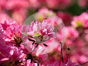 Blooming flowers of Rhododendron bush, azalea in spring, background