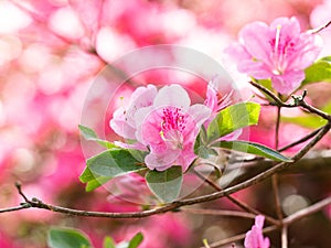 Blooming flowers of Rhododendron bush, azalea in spring, background