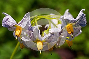 Blooming flowers showcasing white petals and vibrant yellow centers