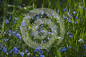 Blooming flowers sinii