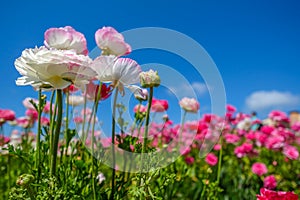 Blooming flowers in Spring