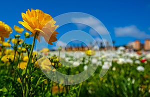 Blooming flowers in Spring