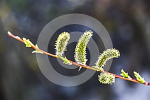 Blooming flowers spring time Poland.