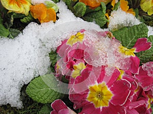 The Blooming Flowers In Spring Time With A Snow