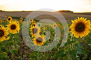 Blooming flowers in a sunflower field