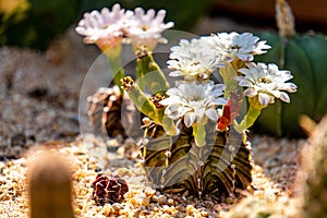 Blooming flowers and unripe seed pods of Gymnocalycium mihanovichii LB2178 Agua Dulce hybrid  cactus photo