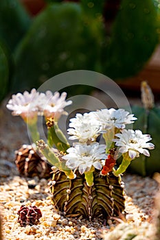 Blooming flowers and unripe seed pods of Gymnocalycium mihanovichii LB2178 Agua Dulce hybrid  cactus photo