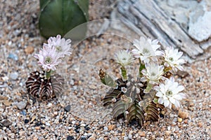 Blooming flowers and unripe seed pods of Gymnocalycium mihanovichii LB2178 Agua Dulce hybrid  cactus photo