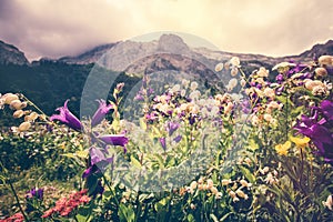 Blooming flowers valley with rocky Fisht Mountains Landscape