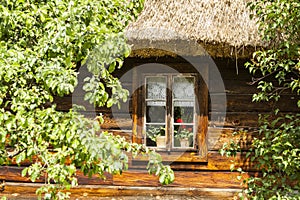 Blooming flowers on window. Podlasie region in Poland.