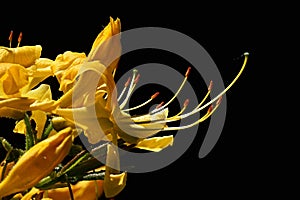 Blooming flowers of Yellow Azalea Rhododendron Luteum in spring sun on dark background