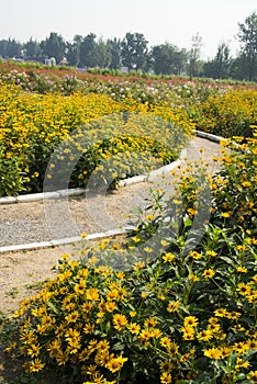 Blooming flowers, yellow chrysanthemum