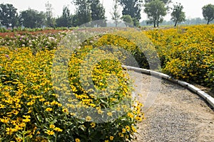 Blooming flowers, yellow chrysanthemum