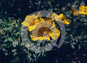 Blooming flowers of yellow cinquefoil