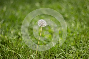 Blooming fluffy white dandelion in the green grass in the meadow. Natural green grass background. Dandelion in the field