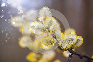 Blooming fluffy willow branches in spring close-up on nature macro with soft focus