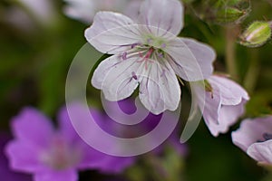 blooming forest geranium is a white-lilac flower.