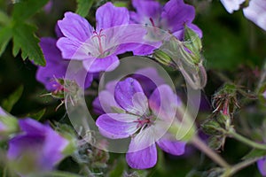 blooming forest geranium is a white-lilac flower.