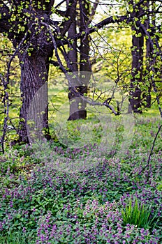 Blooming forest glade, fresh forest grass and small flowers