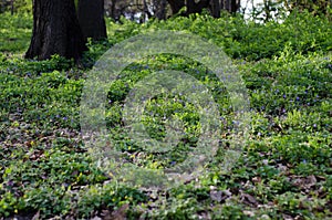 Blooming forest glade, fresh forest grass and small flowers